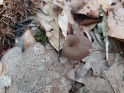 Faerberia carbonaria