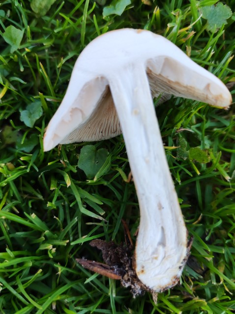 Hebeloma sinapizans