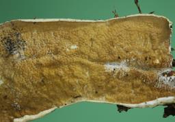 Byssomerulius corium