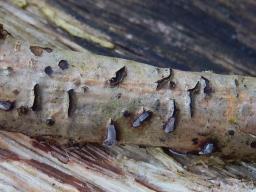 Colpoma quercinum