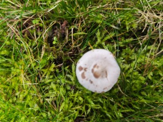 Collybia rivulosa