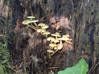 Hypholoma fasciculare var. pusillum