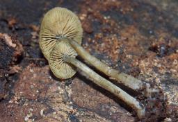 Simocybe centunculus