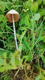 Conocybe apala