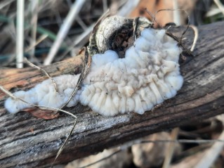 Exidia thuretiana
