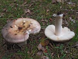 Russula medullata