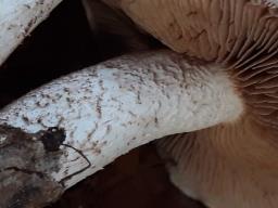 Hebeloma sinapizans
