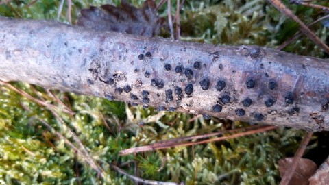 Hypoxylon fuscum