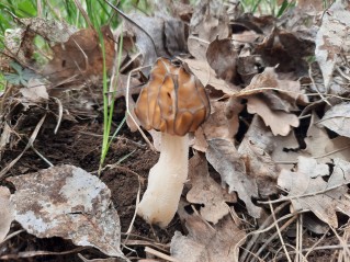 Morchella semilibera