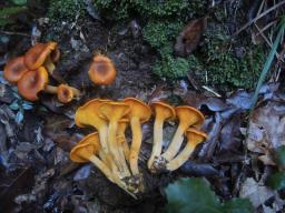 Omphalotus olearius