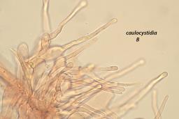 Alnicola citrinella