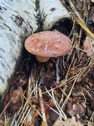 Imleria badia