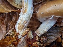 Pholiota lenta