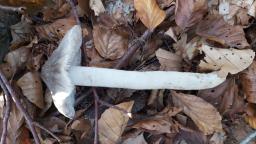 Tricholoma sciodes