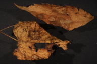 Ochropsora ariae