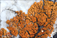 Xanthoria elegans