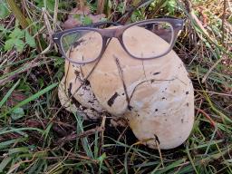 Calvatia gigantea