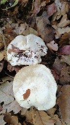 Tricholoma columbetta