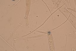 Poculum firmum