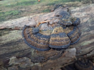 Ischnoderma benzoinum