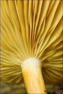 Tricholomopsis decora