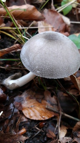Volvariella taylorii
