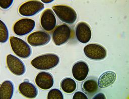 Juglanconis juglandina