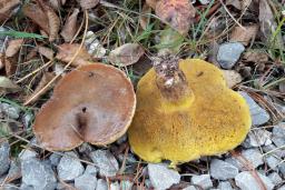 Suillus collinitus