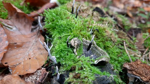 Xylaria hypoxylon
