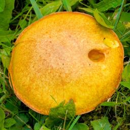 Suillus granulatus