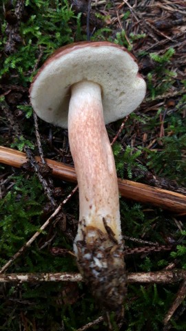 Imleria badia