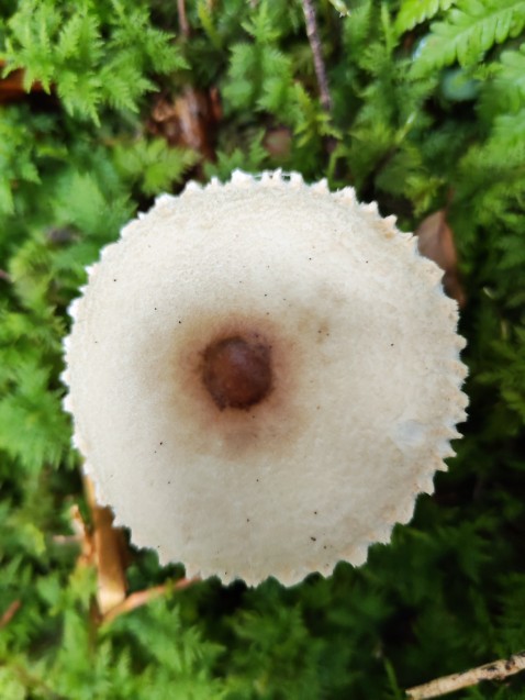 Lepiota clypeolaria