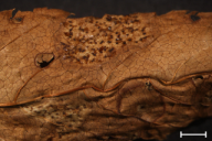 Ochropsora ariae