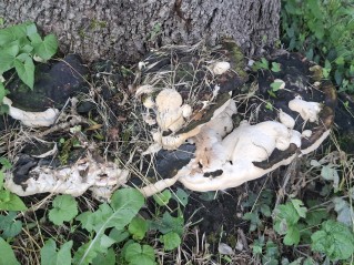 Vanderbylia fraxinea