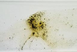 Hypoxylon fuscum
