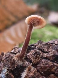Auriscalpium vulgare