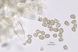 Inocybe assimilata