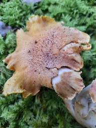 Cantharellus amethysteus