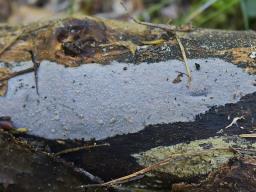 Exidiopsis effusa
