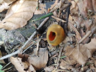 Caloscypha fulgens