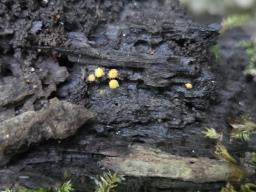 Hemitrichia calyculata
