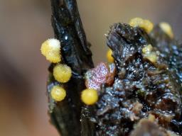 Bactridium flavum