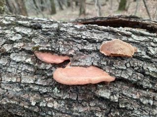 Hapalopilus nidulans