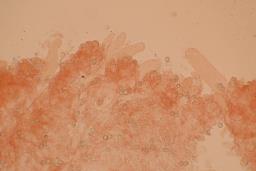 Pluteus plautus
