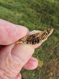 Trametes trogii