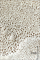 Vanderbylia fraxinea