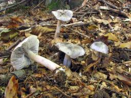 Tricholoma sciodes
