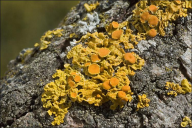 Xanthoria parietina