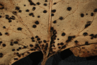 Uromyces polygoni-avicularis