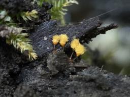 Hemitrichia calyculata